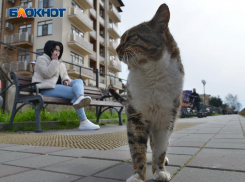 Туристы все чаще берут с собой на отдых в Сочи животных