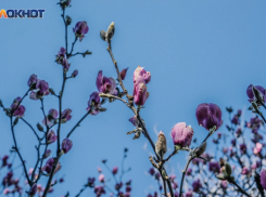 Магнолия и камелия зацвели в Сочи