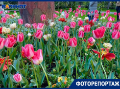 Яркие тюльпаны распустились в парке «Ривьера» Сочи
