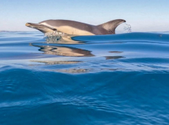 Встреча с волшебством: как дельфины делают море ближе