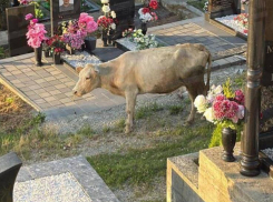 Коровы едят цветы на могилах в Сочи