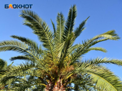 Цены, грязное море, проблемы с работой: петербурженка рассказала, почему после двух лет жизни в Сочи уехала обратно