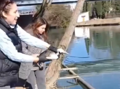 Множество уток в Абхазии погибли из-за поражения токсинами