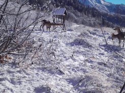 Кукурузой и солью кормят диких животных в горах Сочи
