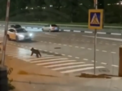 Медвежонок разгуливал по центру поселка Красная Поляна в Сочи