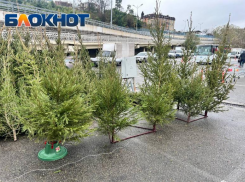 От 2 тысяч рублей: елочные базары открылись в Сочи