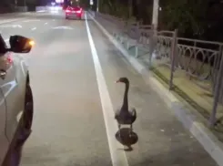 Черный лебедь выбежал на трассу в Сочи, спасаясь от бродячих собак