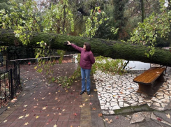 В Дендрарии Сочи упал вековой ликвидамбр