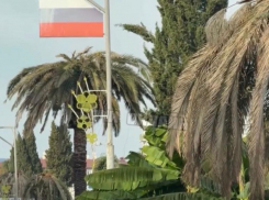 Пока власти решают, кому в Сочи принадлежат пальмы, деревья продолжают массово гибнуть