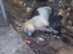 Неизвестные жестоко убили собаку в Сочи, склеив ей пасть и лапы скотчем