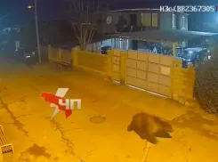 Медведь-шатун вместо спячки прогулялся по столице Абхазии