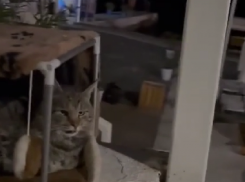 «Сочи удивляет!»: «Рыжий из Иванушек» восхитился котом, живущим на набережной