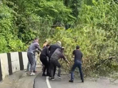 Упавшее дерево парализовало движение на федеральной трассе Джубга — Сочи 