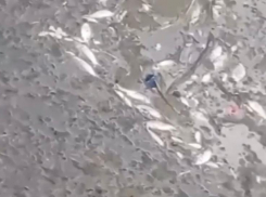 Огромное количество мертвой рыбы разлагалось в водоеме в Сочи