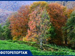 Яркие краски сочинской осени в объективе фотографа «Блокнота»