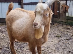 На сочинца завели уголовное дело за расстрел коз 