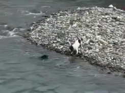 Душераздирающее зрелище: собака спасла другую собаку, которая чуть не утонула в реке Сочи