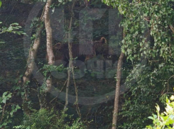 Медведи пришли в жилой район Сочи и перепугали горожан