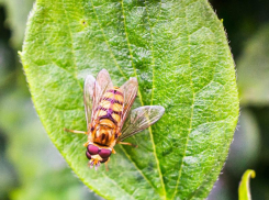 Средиземноморская муха-убийца, уничтожающая цитрусовые, атаковала Сочи