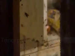 Многодетная мать из Сочи превратила жизнь соседей в ад, устроив в квартире рассадник тараканов