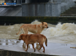 Волны до 5 метров: экстремальный шторм надвигается на Сочи