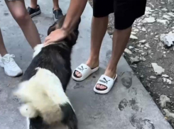 Неравнодушный парень спас собаку, которая сутки не могла выбраться из водопада в Сочи