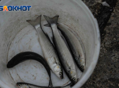 56 килограммов рыбы изъяли у торговцев в Адлере