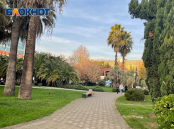 Министр природных ресурсов России возглавит Комиссию по спасению пальм в Сочи