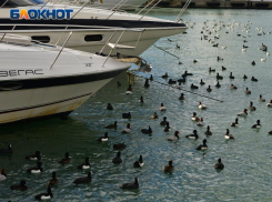 Морская вода у берегов Сочи прогрелась до 21 градуса