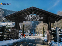 Колония вместо штрафа: пересмотрен приговор компании, нанесший ущерб в 142 миллиона рублей заповеднику Сочи