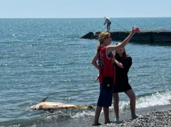 Подростки устроили фотосессию с мертвым дельфином на пляже в Сочи