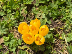 Два вида крокусов зацвели в горах Сочи