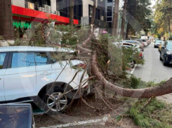 Огромная ветка упала на дорогу и повредила два автомобиля в центре Сочи