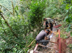 В Тисо-самшитовой роще Сочи закрыли туристическую тропу