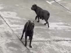 Полиция ищет владельца собак бойцовских пород, которые на самовыгуле держат людей в страхе