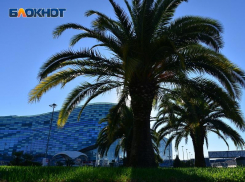 На неделю закрыли вход в Олимпийский парк Сириуса