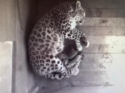 У пары переднеазиатских леопардов из Сочи родился котенок
