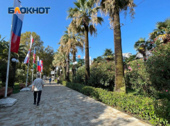 Администрация Сочи потратила на закупку пальм в 13 раз больше, чем на борьбу с их вредителями