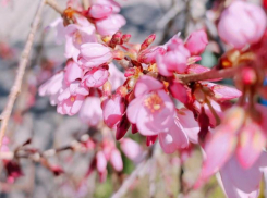 Японская вишня зацвела в Сочи
