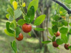 Лечебный китайский финик созрел в Сочи