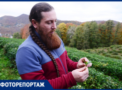 «Каждый кусочек нашей земли используется по назначению»: фермер рассказал о честном бизнесе и правильном сборе чая в Сочи