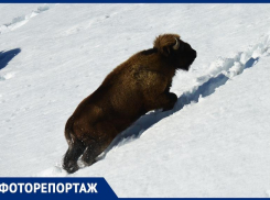 Сочинский фотограф запечатлел зубров, гуляющих в горах: материал ко Дню дикой природы