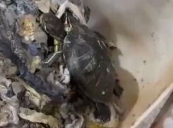 Попавшую в канализацию домашнюю черепаху спасли в Сочи