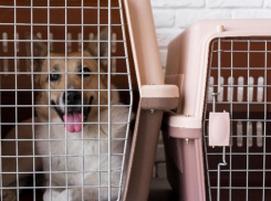 550 животных-компаньонов улетело из аэропорта Сочи за рубеж