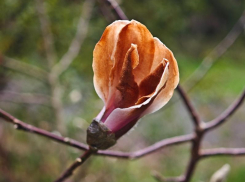Магнолия Кобус неожиданно зацвела в Сочи в конце декабря