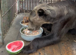 Ужин медведя, спасенного из скандального сафари-парка в Сочи, попал на видео