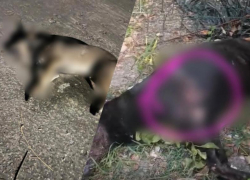 Двое мужчин расстреляли спящих собак на глазах у детей в Сочи