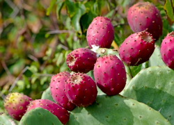 В парке Сириуса созрели плоды кактуса Опунция