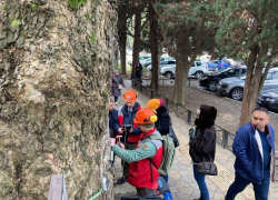 Ветераны-деревья нуждаются в помощи
