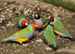 В Сочи прилетели тропические птицы из Австралии 